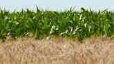 What are the Benefits of Cover Crops?