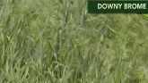 Weed of the Week -  Downy Brome