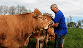 Cows become extremely demanding for love and affection