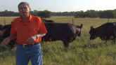 Cow-Calf Corner - Gestation Periods in High Heat