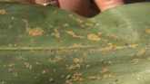 Saving Time While Scouting for Sugarcane Aphids