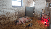 Glovers Farm Pig Unit 4k