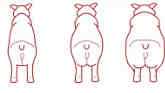 Principles of Body Condition Scoring in Swine
