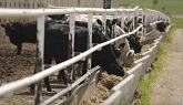 RRC Ag Days: How to select a bull for your herd