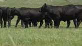 Grazing Cattle In Kansas