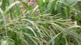 Weed of the Week - Bromegrass