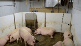 Air Quality in Canadian Pig Buildings Project.