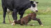 Cow-Calf Corner: Knowing When to Assi...