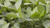 How do soybeans produce their own nitrogen?