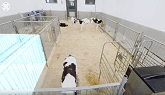 Calf Nursery