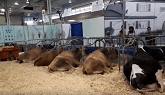 Canadian National Exibtion Ontario Dairy Farm 2019
