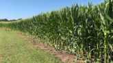Late Season Corn Disease