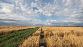 BASF Hybrid Wheat Breeding Station