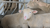 Real Dirt Road Trip: Sheep Farm