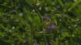 Selecting Alfalfa Varieties
