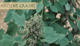 Ancient Grains: Growing Heritage Grains in Gardens and Small Farms