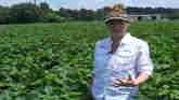 Disease Scouting in Cotton