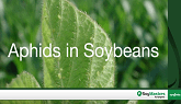 Soy Masters - Aphids in Soybeans