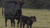 Cow-Calf Corner - Calving Difficulty