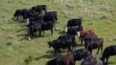 Cow-Calf Corner - Body Condition & Breeding Effectiveness
