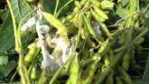 White Mold in Soybean: Symptoms and M...