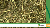 How to scout your canola stubble for signs of blackleg