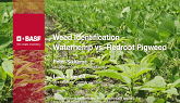 Weed identification of Waterhemp and Redroot Pigweed