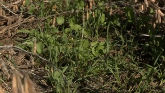 Fall Cover Crops 