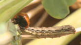 Scouting for Fall Army Worms & Stinkb...