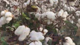 2019 Cotton Harvest