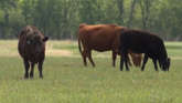 Cow-Calf Corner - Magnesium Deficiency 