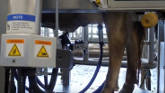 New Robotic Milker at LaMaster Dairy Farm