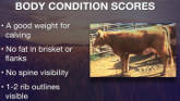 Cow-Calf Corner - Body Condition Basics 