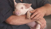 Pig farming in Iowa