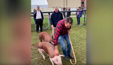 Highlights From Rocklyn Fall Fair - Swine Show with the Municipal Council