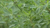 Considerations for Alfalfa - Bruce Anderson