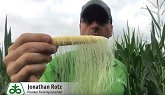 Corn Pollination and Yield Assessment