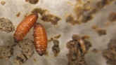 Seed Corn Maggot Management