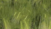 Weed of the Week - Foxtail Barley