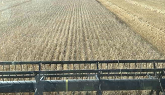 Harvesting wheat in central Alberta