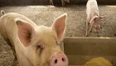 China Suspends Imports From Canadian Pork Company