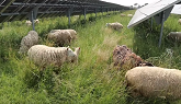 How They Expanded Their Sheep Farm WI...