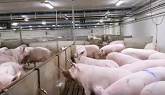Gestating sows mingle in group maternity pens