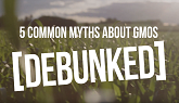5 Common Myths Around GMO: Debunked!