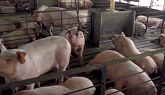 Animal Care: Smithfield Foods Sustainability Report