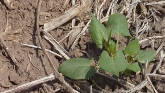 Weed of the Week - Wild Buckwheat