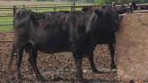 Cow-Calf Corner - Maintaining Body Co...