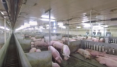 Maple Leaf Foods – 360° View: Explore a Sow Barn