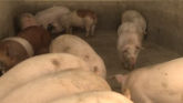 Guarding Pigs Against PRRS