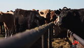 What Crops are Used in Cattle Feed?